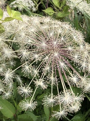 Angelica pubescens