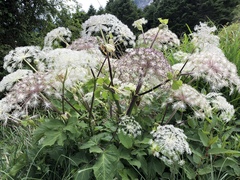 Angelica pubescens