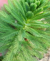 Myriophyllum aquaticum