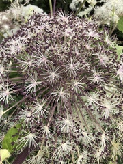 Angelica pubescens