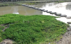 Myriophyllum aquaticum