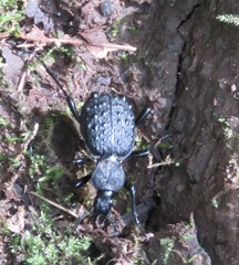 Cychrus tuberculatus