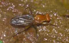 Dryomyzidae