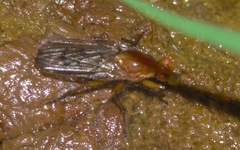 Dryomyzidae