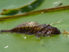 Arigomphus