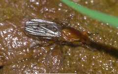 Dryomyzidae