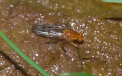 Dryomyzidae