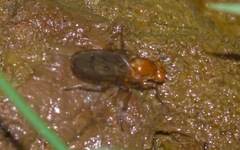 Dryomyzidae