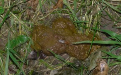 Dryomyzidae