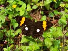Adelpha leucophthalma