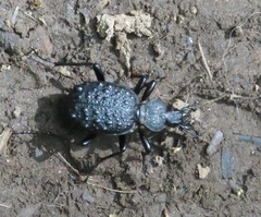 Cychrus tuberculatus