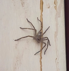 Sparassidae