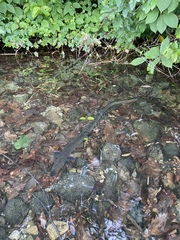 Anguilla japonica