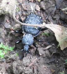 Cychrus tuberculatus