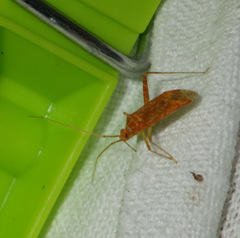 Phytocoris meridionalis