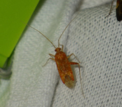 Phytocoris meridionalis