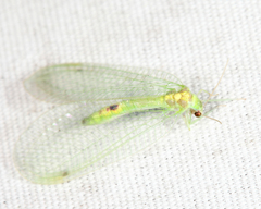 Leucochrysa insularis