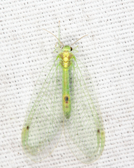 Leucochrysa insularis