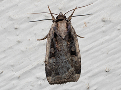 Eueretagrotis sigmoides