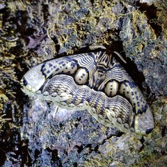 Brahmaea wallichii insulata