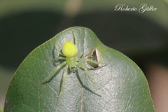 Araneus uniformis