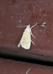 Glaphyria sesquistrialis