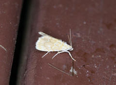 Glaphyria sesquistrialis