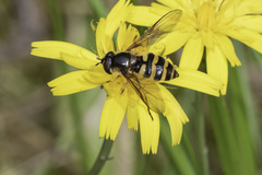 Megasyrphus erraticus