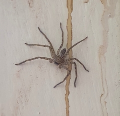 Sparassidae