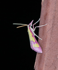 Choristostigma roseopennalis