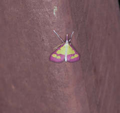 Choristostigma roseopennalis