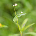 Persicaria sagittata - Photo (c) Suzanne Cadwell, algunos derechos reservados (CC BY-NC)