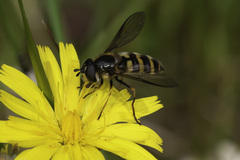 Megasyrphus erraticus