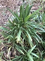 Erysimum × marshallii