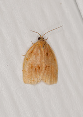Archips rileyana