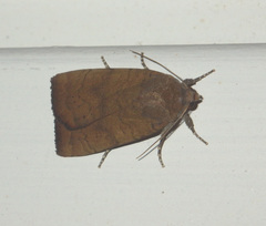 Noctua interjecta
