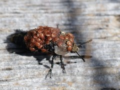 Thanatophilus lapponicus