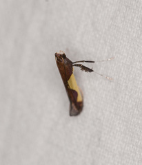 Caloptilia bimaculatella