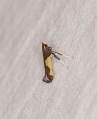 Caloptilia bimaculatella