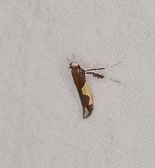 Caloptilia bimaculatella