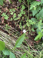 Geranium robertianum