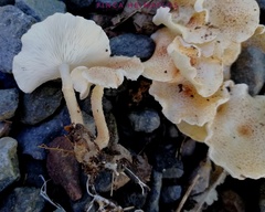 Ripartitella brasiliensis