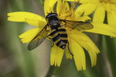 Megasyrphus erraticus