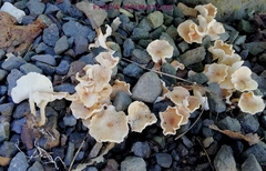 Ripartitella brasiliensis