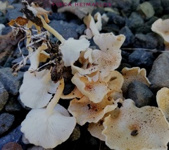 Ripartitella brasiliensis