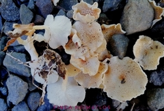 Ripartitella brasiliensis