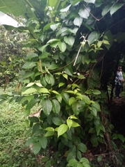 Banisteriopsis caapi