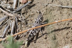 Phlibostroma quadrimaculatum