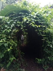 Banisteriopsis caapi