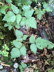 Rubus spectabilis